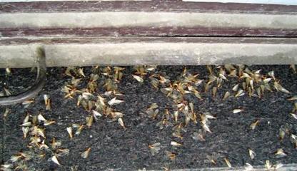 东莞企石工厂白蚁防治 筑牢企业资产安全防线，守护生产环境