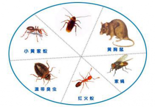 守护家园，从消除白蚁开始——佛山市高明白蚁防治中心为您保驾护航